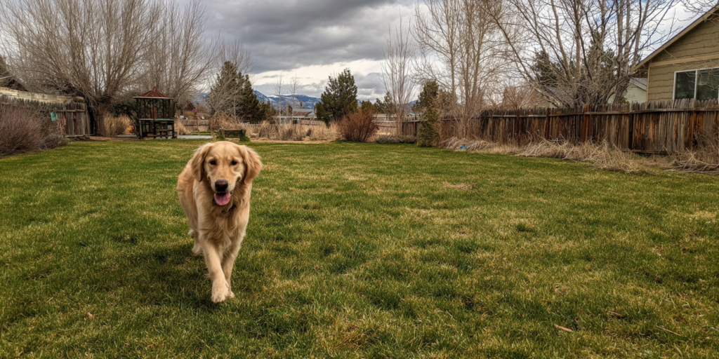 Happy dog in an early spring Idaho back yard - serviced by Idaho Poop Scoop so the yard is clean