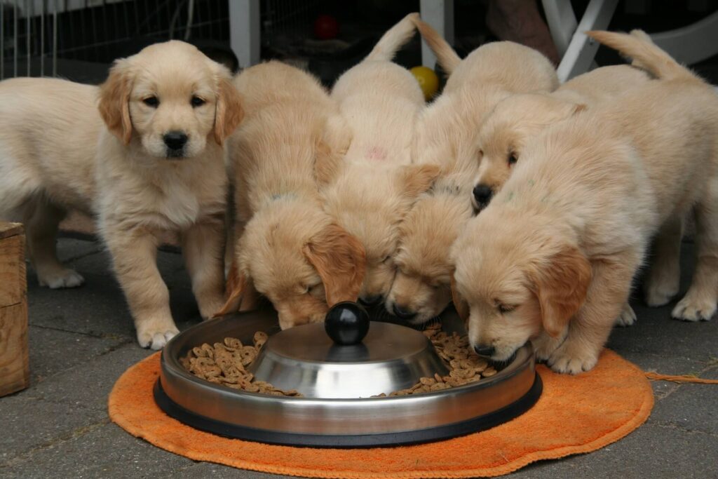 right food for puppies