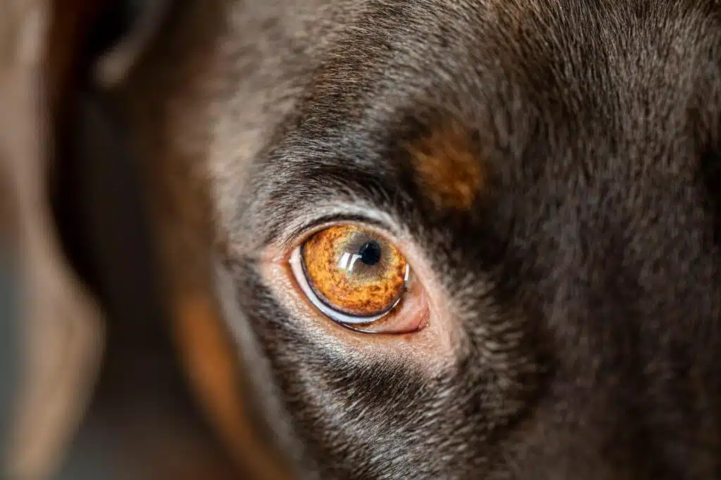 Dogs-eye