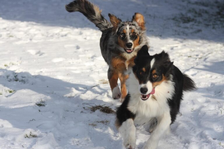 Playing in the snow with the pups