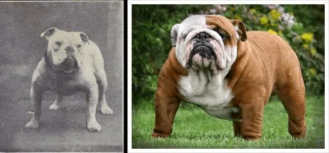 How Bull Dog's have changed