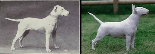 How Bull Terrier's have changed
