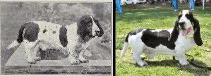 How Basset Hound's have changed