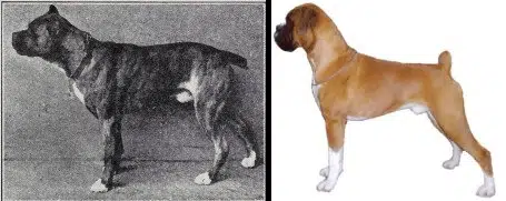 How Boxer's have changed