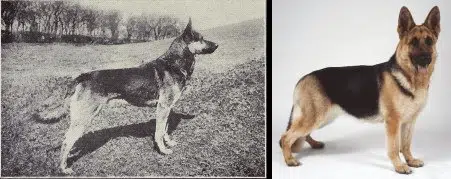 How German Shepherd's have changed