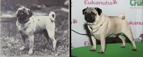 How Pug's have changed