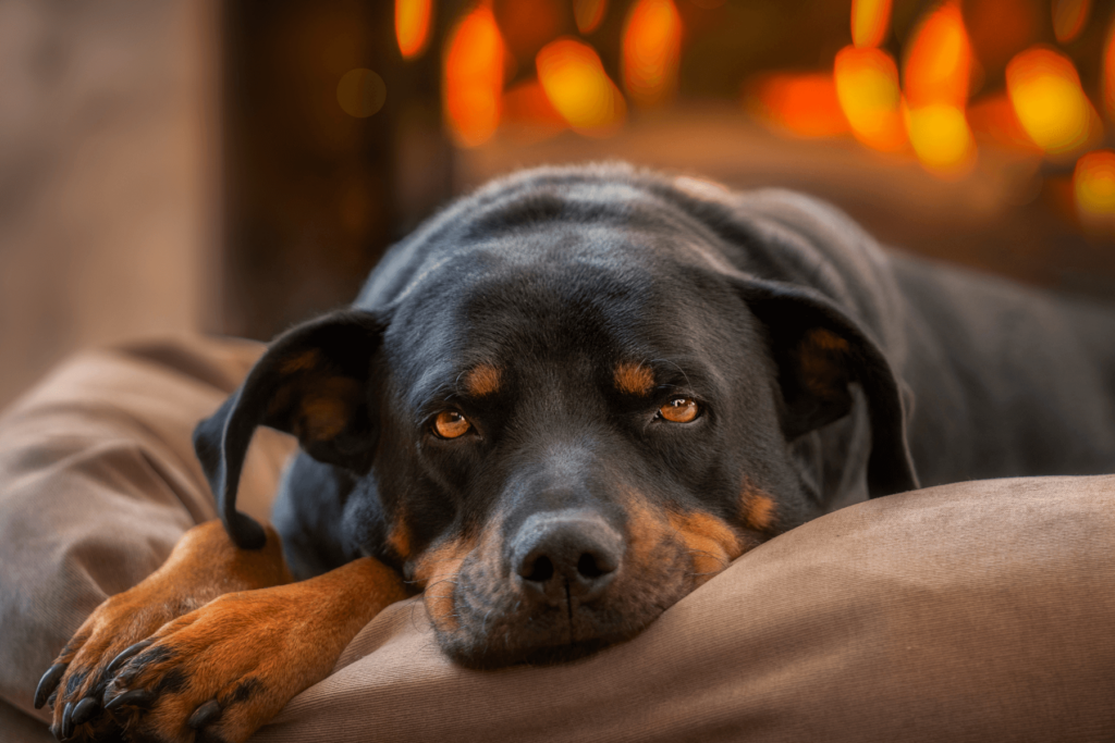 Rottweiler laying on dog bed in front of fire looking at the camera with a relaxed look