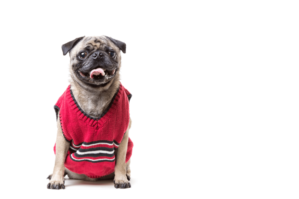 Pug wearing a red sweater, sitting content off to the left of the picture