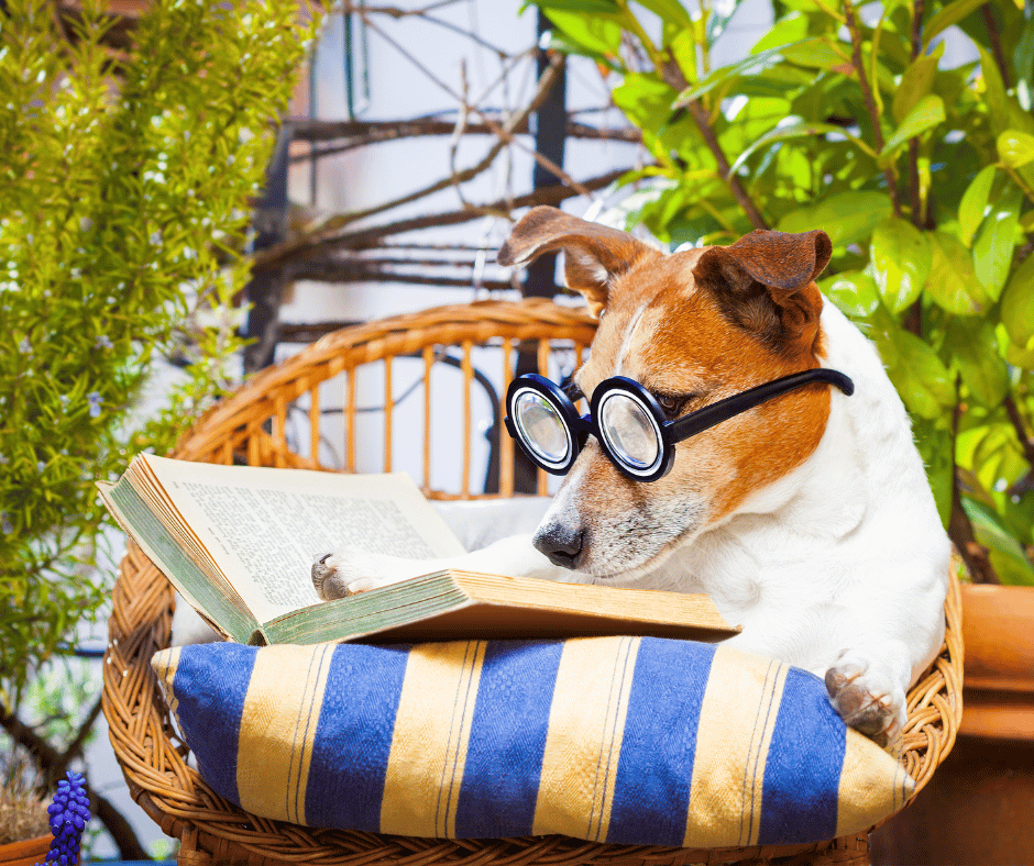 A dog reading a book to learn what dog-safe plants their are to put into your garden