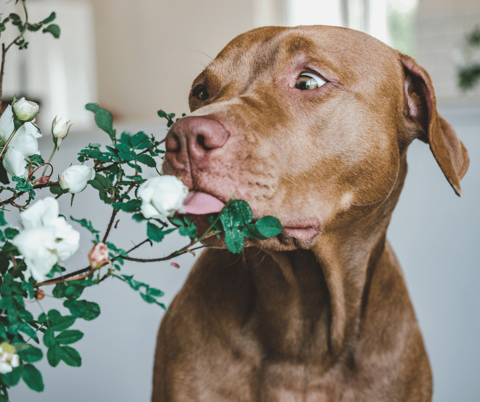 Dog tasting toxic plant Vanilla