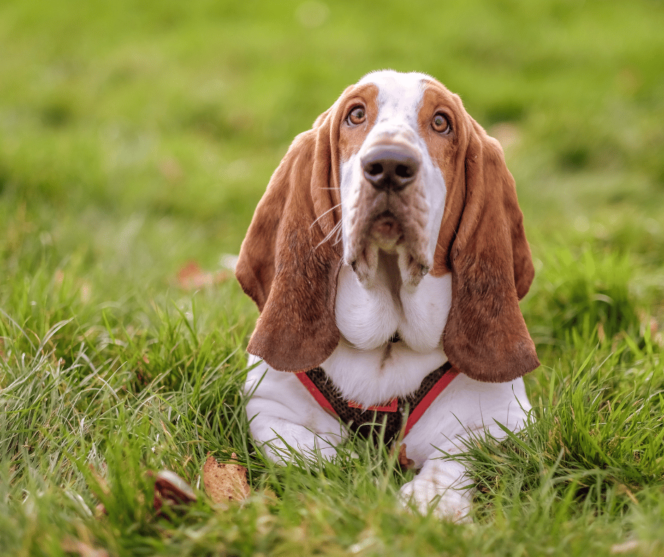 A basset hound looking at the camera wanting to be loved