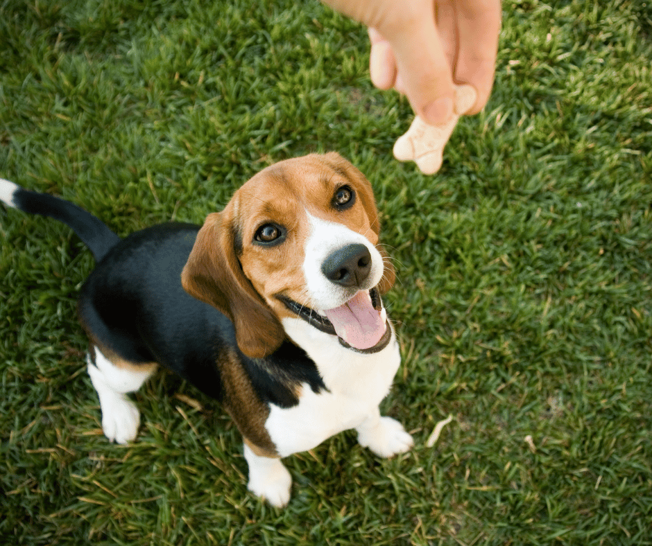 A beagle receiving a calming dog treat