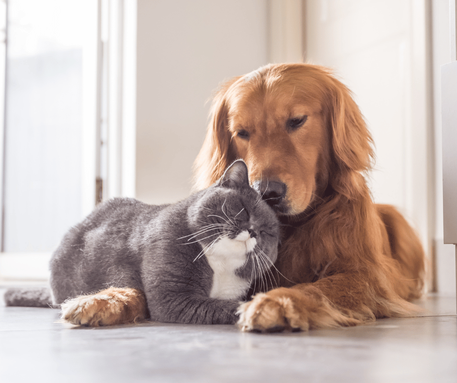Golden Retriever and a Cat